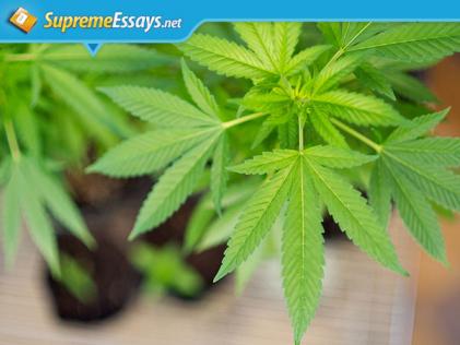 Legalizing Cannabis: Pros and Cons